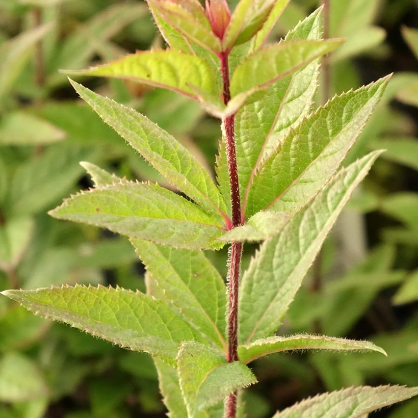 Veronicastrum virginicum Kleine Erika - Véronique de Virginie (Feuillage)