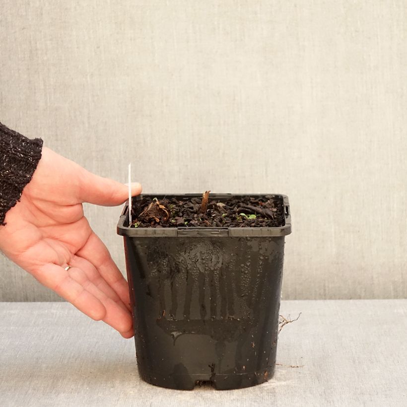 Spécimen de Veronicastrum virginicum Pink Glow - Véronique de Virgine rose Pot de 2L/3L tel que livré en hiver