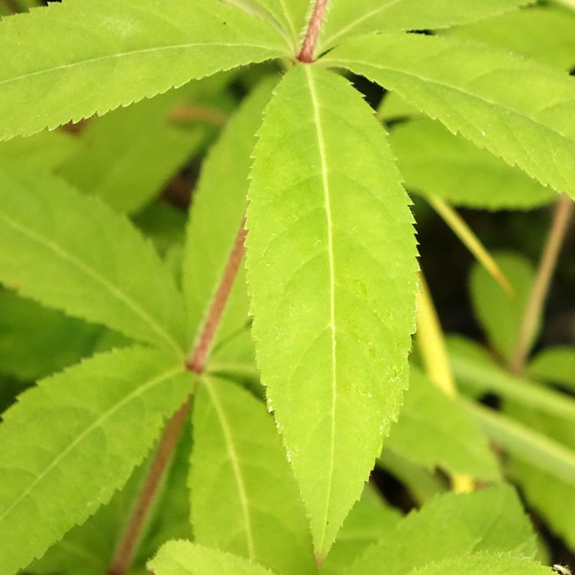 Veronicastrum virginicum Temptation - Véronique de Virginie (Feuillage)