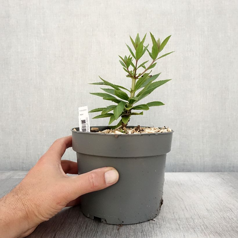 Spécimen de Veronicastrum virginicum var. album - Véronique de Virginie blanche Pot de 2L/3L tel que livré en automne