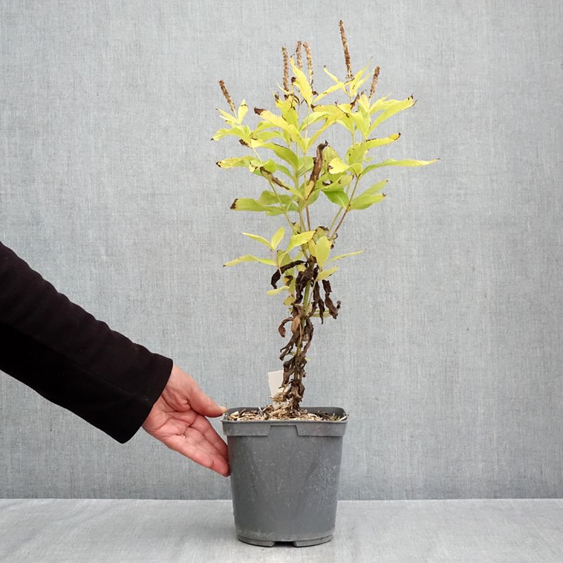 Spécimen de Véronique Apollo - Veronicastrum virginicum Apollo Pot de 2L/3L tel que livré en automne