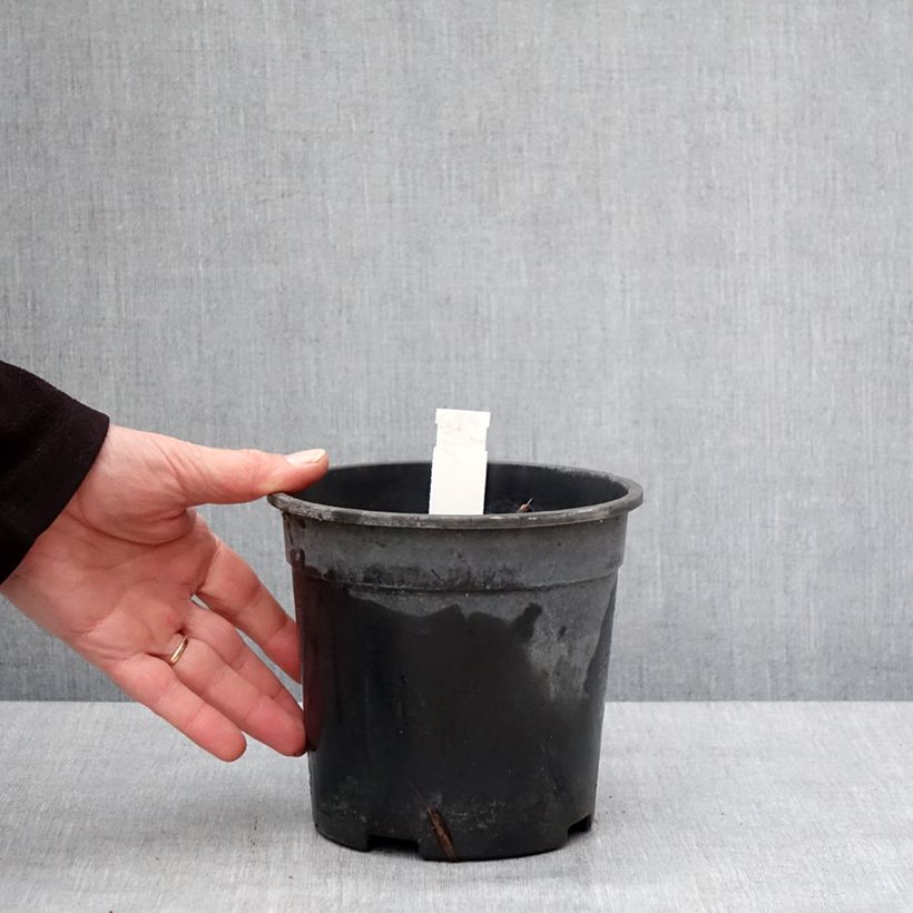 Spécimen de Véronique Apollo - Veronicastrum virginicum Apollo Pot de 2L/3L tel que livré en hiver