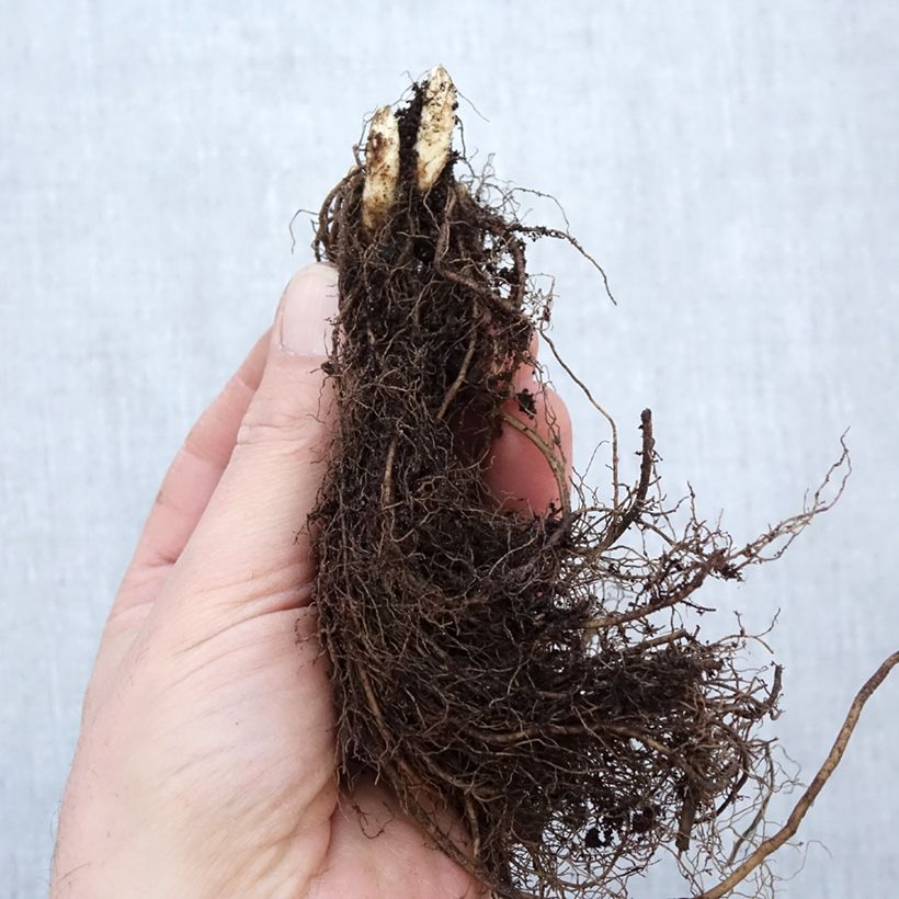Spécimen de Véronique Apollo - Veronicastrum virginicum Apollo Petites Racines nues, Qualité Extra équivalant à un pot de 2L tel que livré en hiver