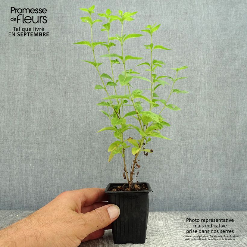 Spécimen de Verveine citronnelle - Aloysia triphylla en plants Godet de 7/8 cm tel que livré en automne