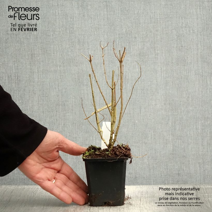 Spécimen de Verveine citronnelle - Aloysia triphylla en plants Godet de 7/8 cm tel que livré en hiver