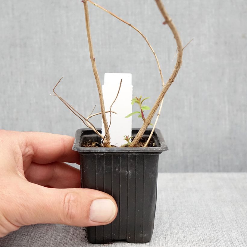 Spécimen de Verveine citronnelle - Aloysia triphylla en plants Godet de 8/9 cm tel que livré en automne