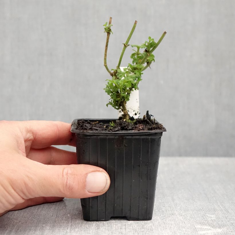 Spécimen de Verveine Pink Parfait Godet de 8/9 cm tel que livré en automne