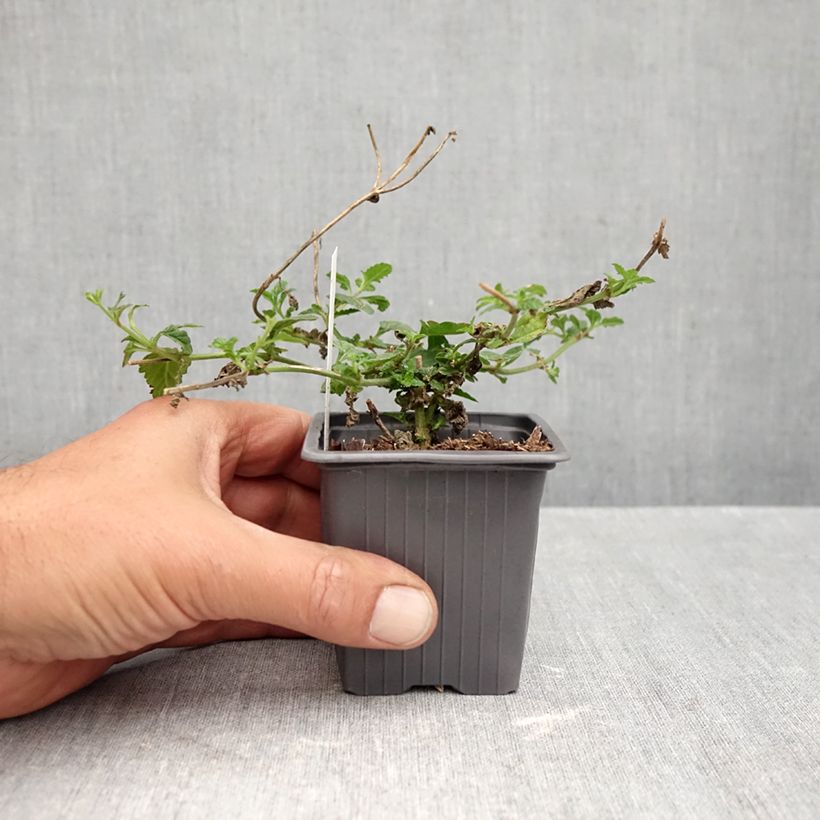 Spécimen de Verveine Seabrook's Lavender Godet de 8/9 cm tel que livré en automne