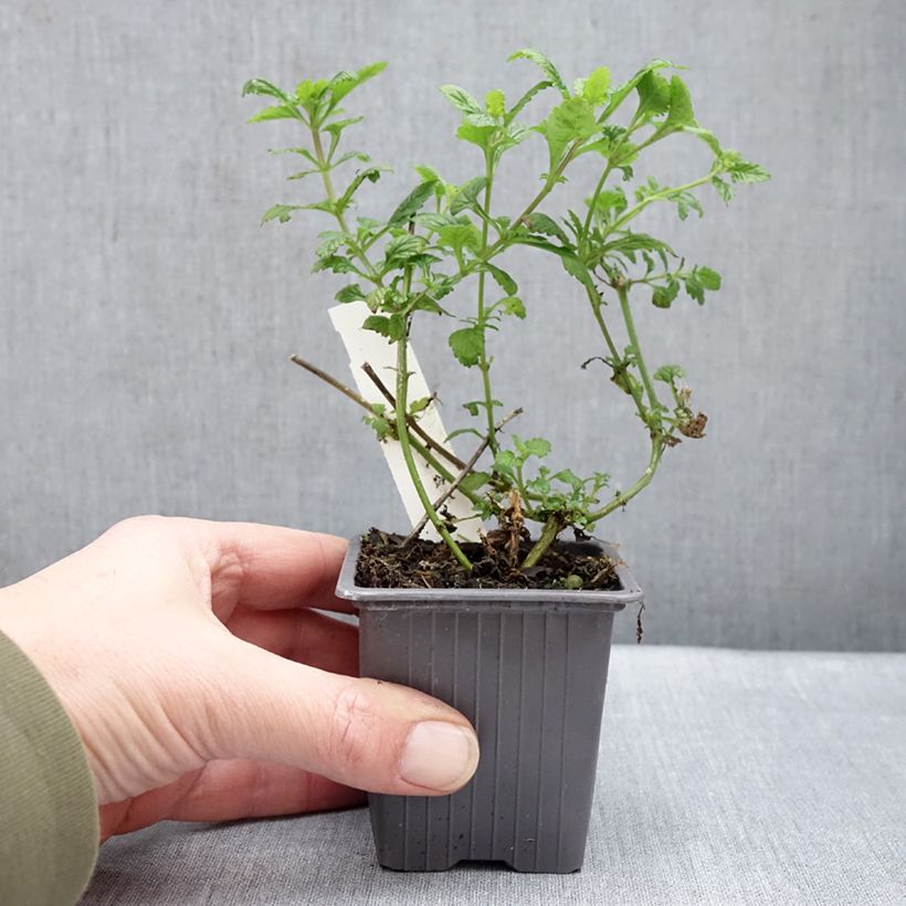 Spécimen de Verveine Seabrook's Lavender Godet de 8/9 cm tel que livré en hiver