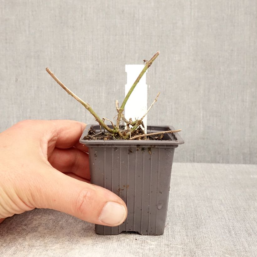 Spécimen de Verveine Seabrook's Lavender Godet de 8/9 cm tel que livré au printemps