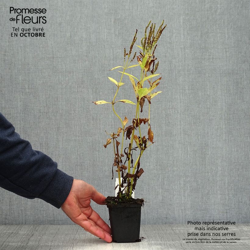 Spécimen de Verveine - Verbena hastata Alba Godet de 8/9 cm tel que livré en automne