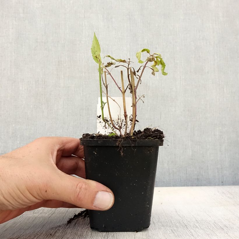 Spécimen de Verveine - Verbena hastata Rosea Godet de 8/9 cm tel que livré en automne