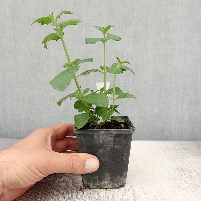 Verbena hybrida Virgo up Purple 8/9 cm pot sample as delivered in spring