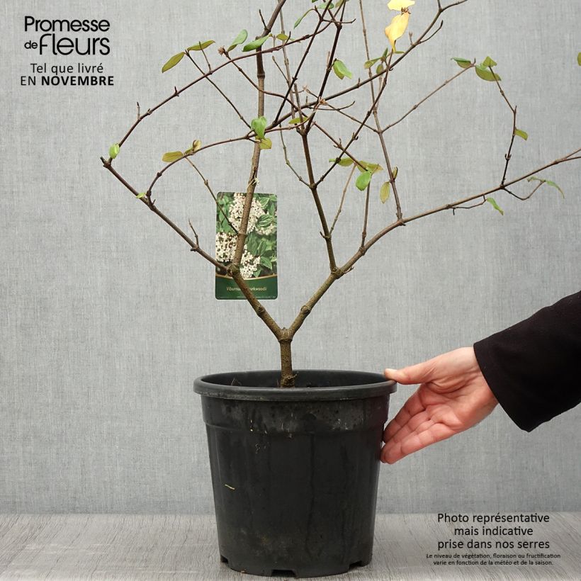 Spécimen de Viburnum burkwoodii - Viorne de Burkwood Pot de 7,5L/10L tel que livré en automne