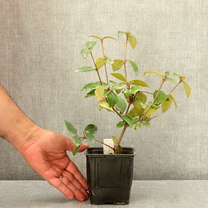 Spécimen de Viburnum burkwoodii - Viorne de Burkwood Pot de 12 cm / 13 cm tel que livré en été