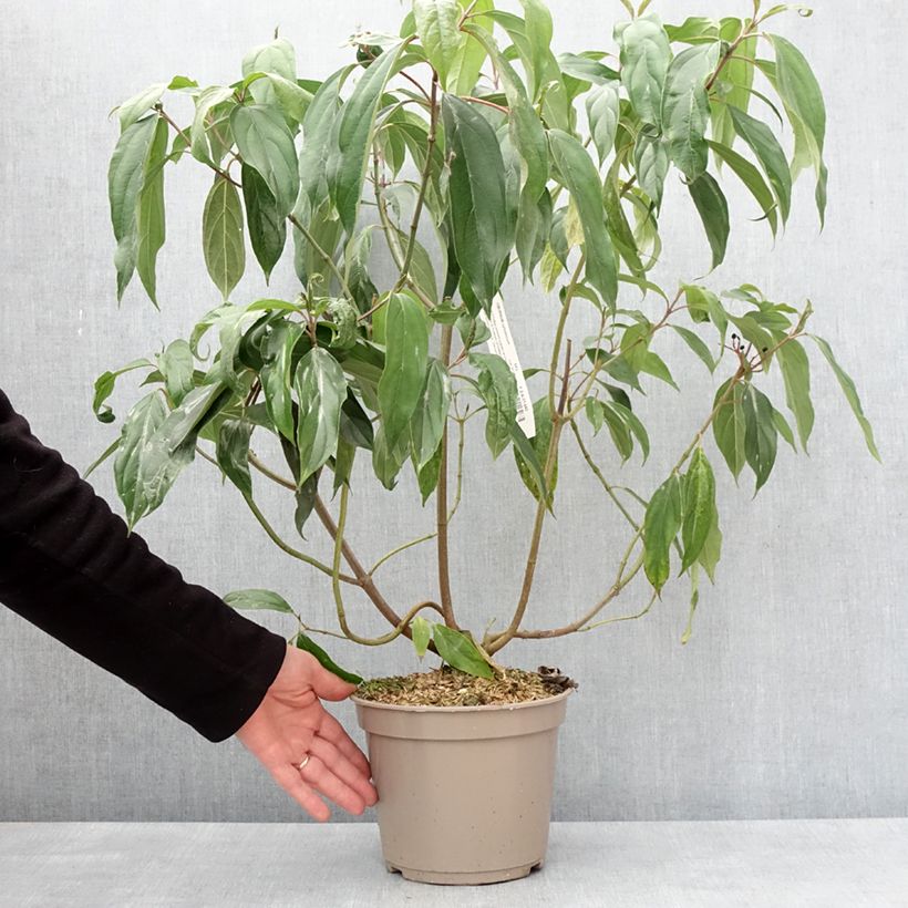 Spécimen de Viburnum cylindricum - Viorne à fleurs tubulaires Pot de 4L/5L tel que livré en hiver