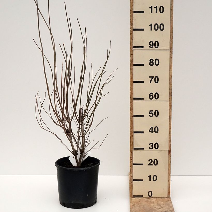 Spécimen de Viburnum dentatum Blue Muffin - Viorne dentée Pot de 12L/15L tel que livré en hiver