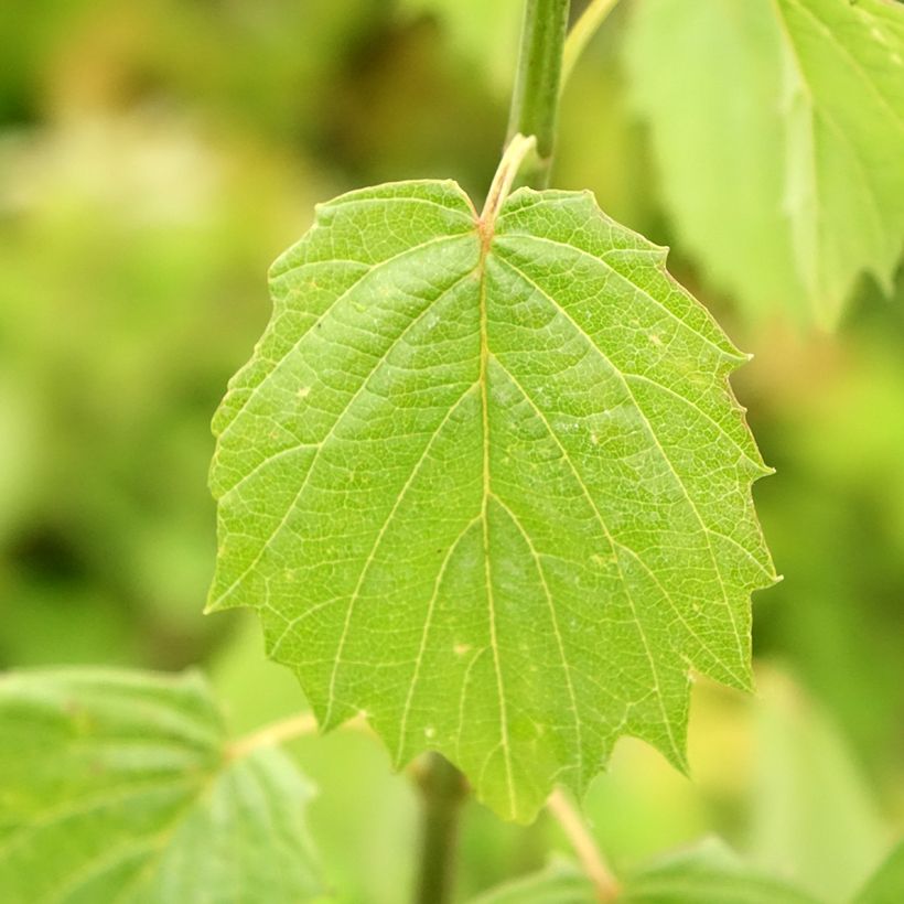 Viburnum dentatum Blue Muffin - Viorne dentée (Feuillage)