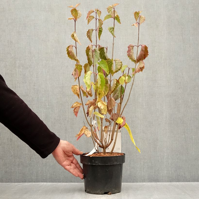Spécimen de Viburnum dentatum Blue Muffin - Viorne dentée Pot de 3L/4L tel que livré en automne