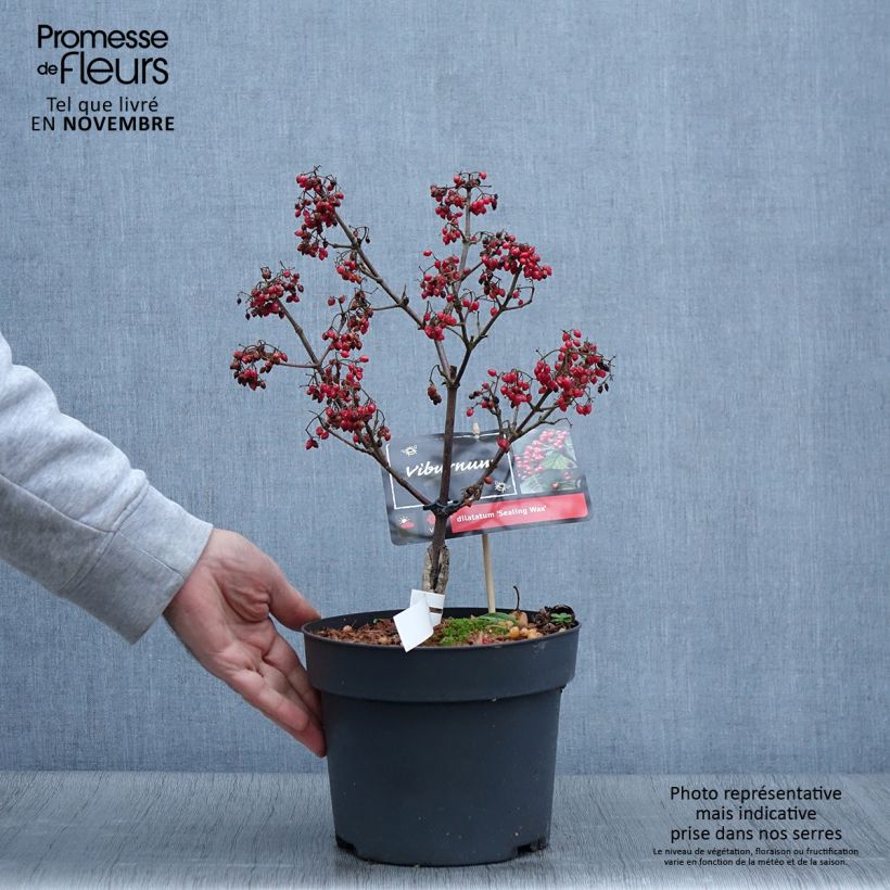 Spécimen de Viburnum dilatatum Sealing Wax Pot de 4L/5L tel que livré en automne
