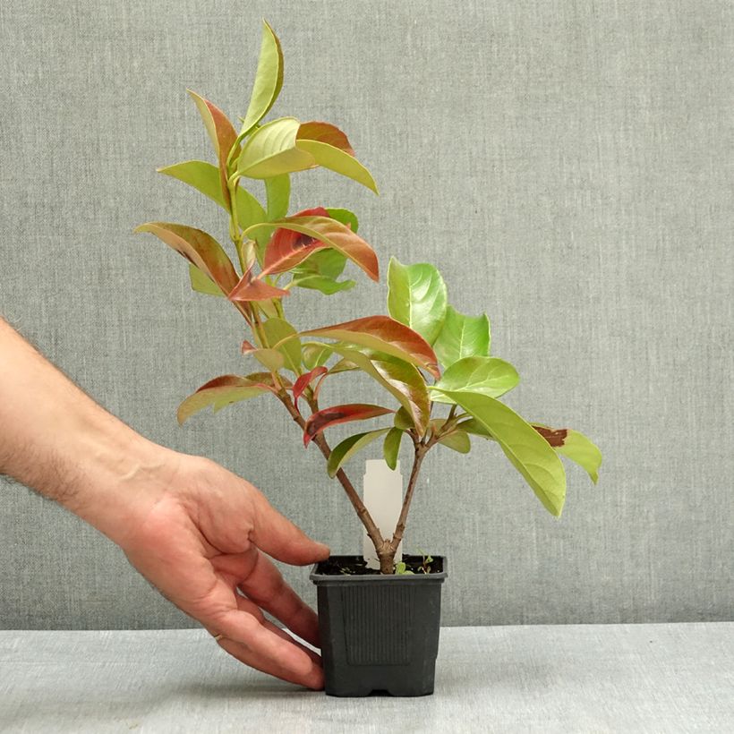 Spécimen de Viburnum lucidum - Viorne luisante Godet de 8/9 cm tel que livré en été