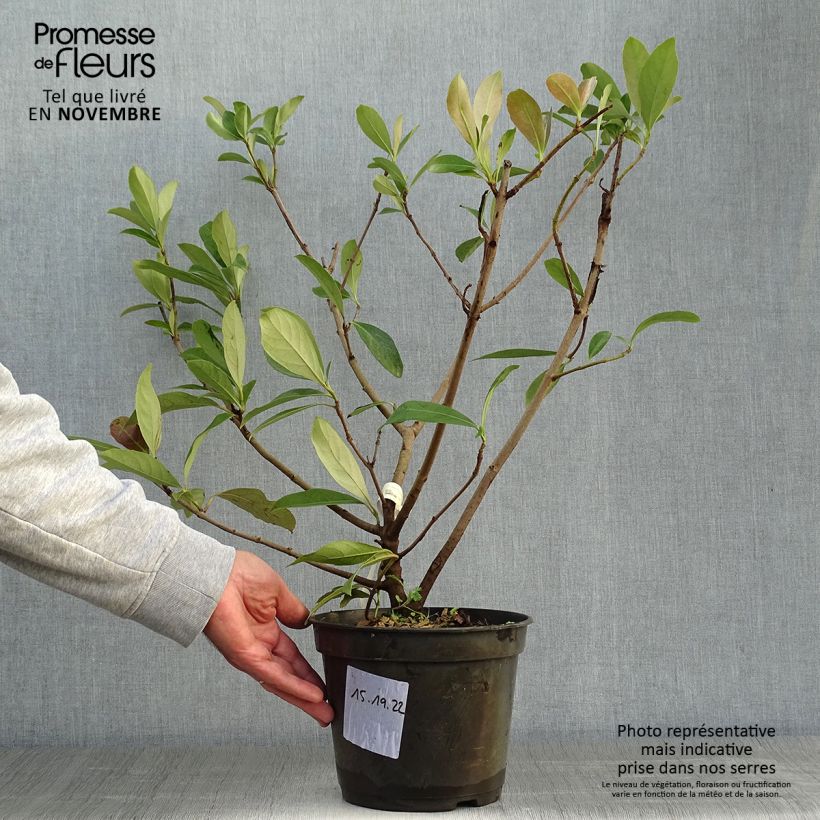 Spécimen de Viburnum odoratissimum Coppertop - Viorne parfumée  Pot de 3L/4L tel que livré en automne