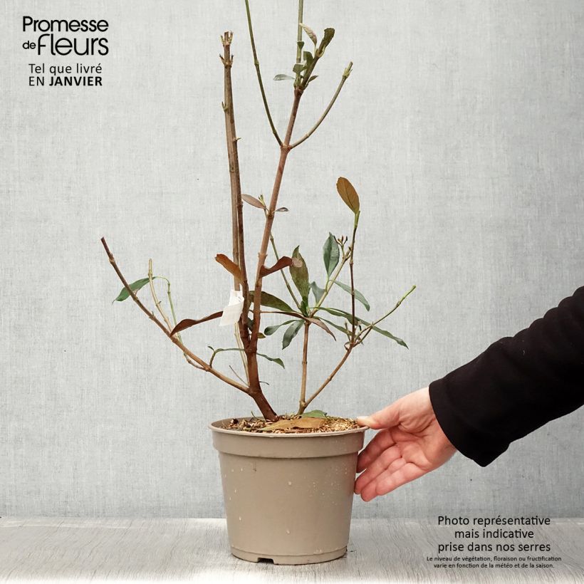 Spécimen de Viburnum odoratissimum Coppertop - Viorne parfumée  Pot de 3L/4L tel que livré en hiver