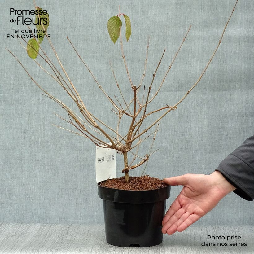 Spécimen de Viorne de Chine - Viburnum plicatum Mariesii Pot de 3L/4L tel que livré en automne