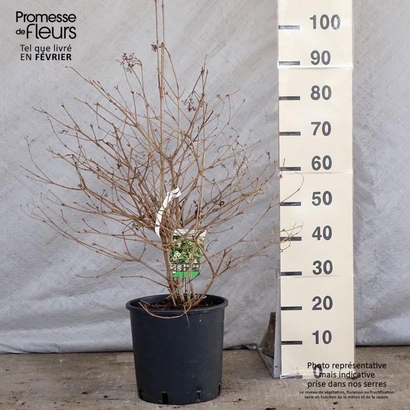 Spécimen de Viorne - Viburnum plicatum Watanabe Pot de 12L/15L tel que livré en hiver