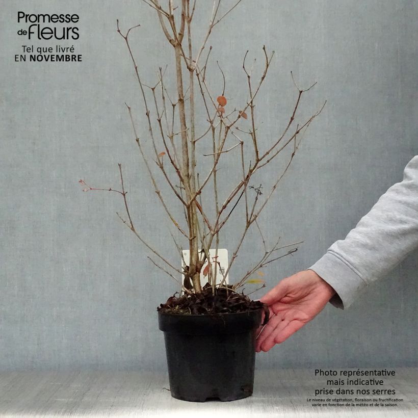 Spécimen de Viorne - Viburnum plicatum Watanabe Pot de 3L/4L tel que livré en automne