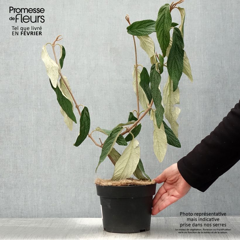 Spécimen de Viburnum rhytidophyllum - Viorne à feuilles ridées. Pot de 2L/3L tel que livré en hiver