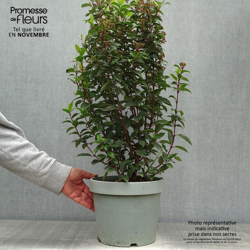 Spécimen de Viburnum tinus Eve Price - Laurier tin Pot de 7,5L/10L tel que livré en automne