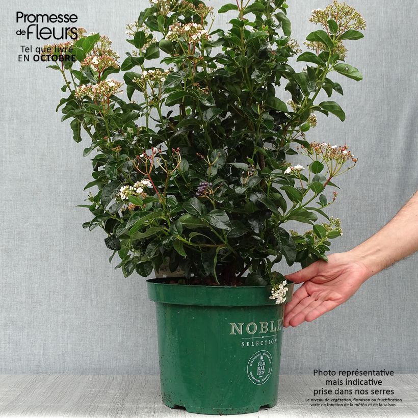 Spécimen de Viburnum tinus Lisarose - Laurier-tin rose Pot de 7,5L/10L tel que livré en automne