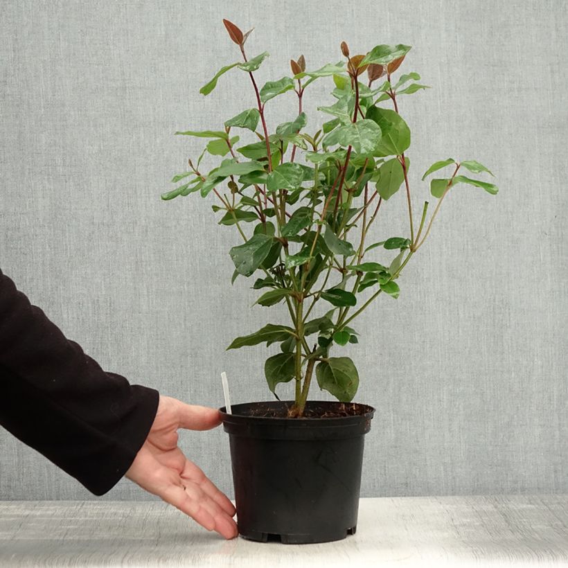 Spécimen de Viburnum tinus Purpureum - Viorne tin, Laurier tin  Pot de 2L/3L tel que livré en automne