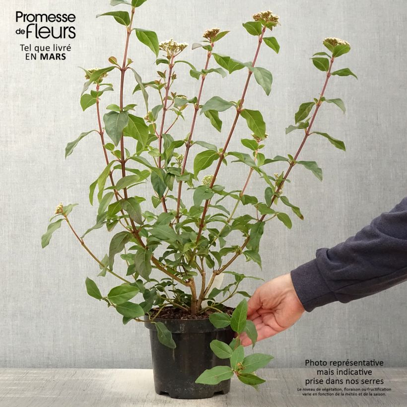 Spécimen de Viburnum tinus Purpureum - Viorne tin, Laurier tin  Pot de 2L/3L tel que livré au printemps