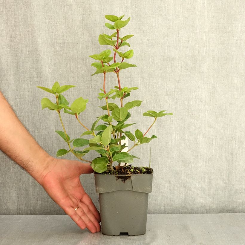 Spécimen de Viburnum tinus Rock'n Rolla - Laurier tin Pot de 2L/3L tel que livré en été