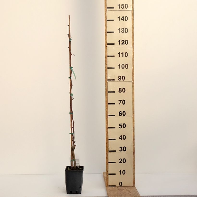 Spécimen de Vigne Alphonse Lavallée - Vitis vinifera  Pot de 3L/4L tel que livré en hiver