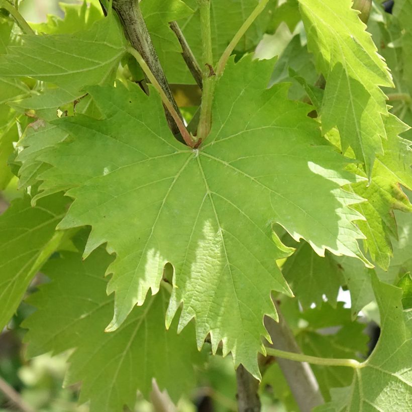 Vigne Ampelia Amandin (Feuillage)