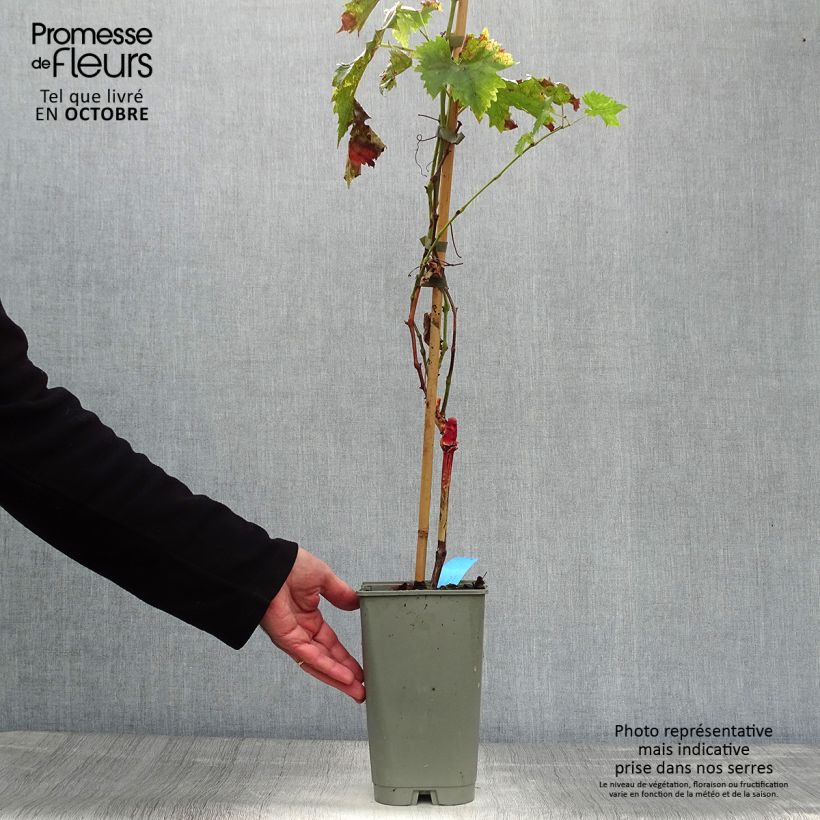 Spécimen de Vigne Ampelia Candin Pot de 1,5L/2L tel que livré en automne