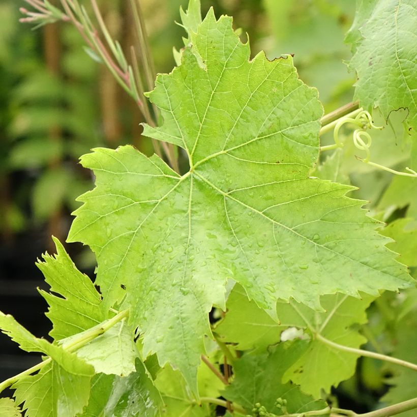 Vigne Ampelia Candin (Feuillage)