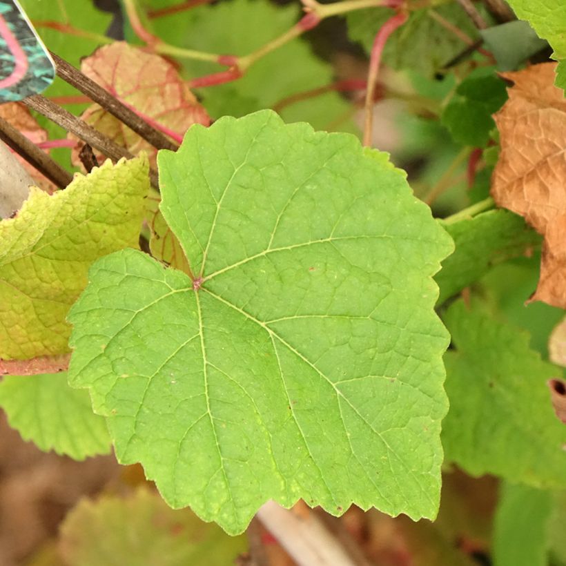 Vigne Amurensis - Vigne du fleuve Amour (Feuillage)