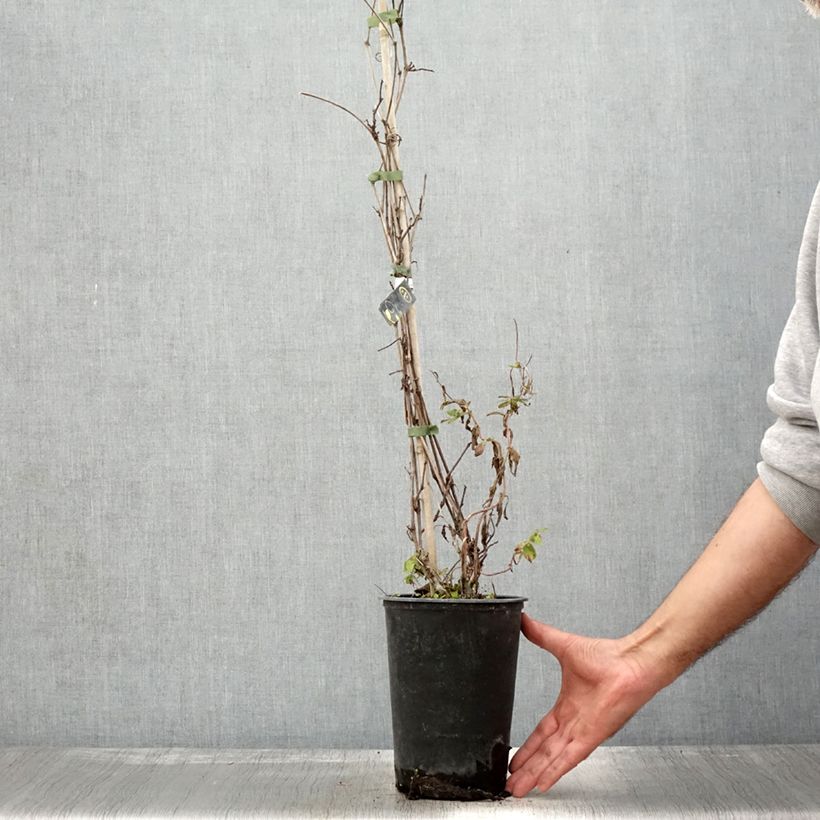 Spécimen de Vigne Amurensis - Vigne du fleuve Amour Pot de 3L/4L tel que livré en automne