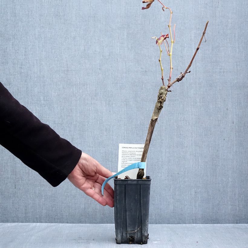 Spécimen de Vigne Barbera - Vitis vinifera Pot de 1,5L/2L tel que livré en automne