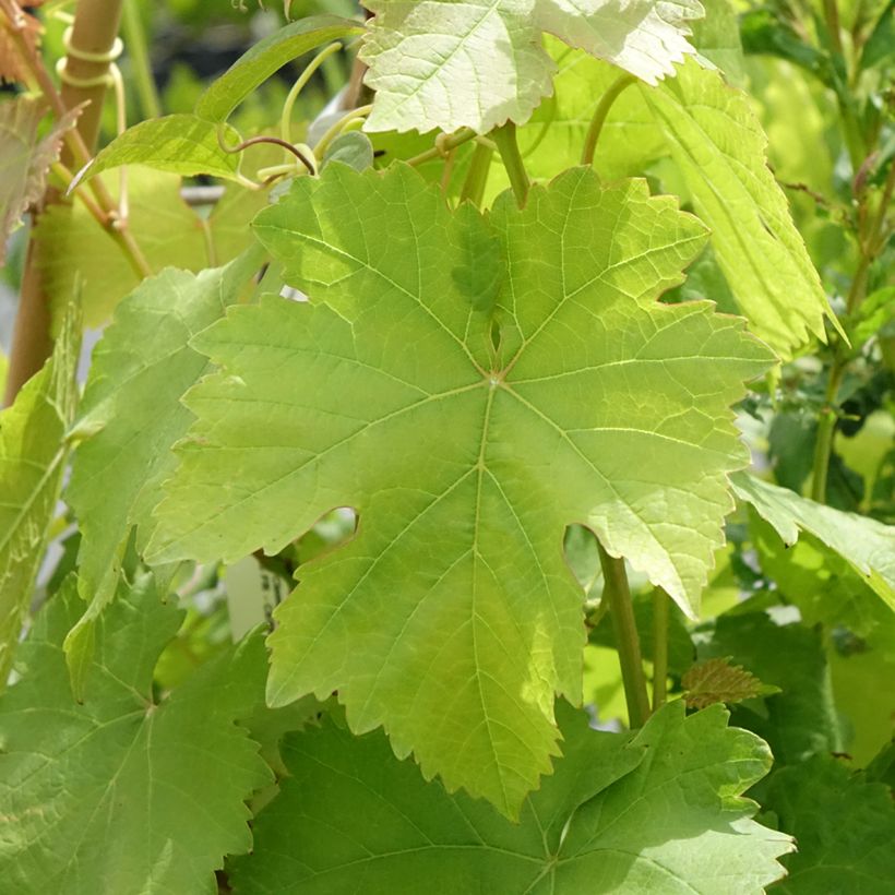 Vigne Bianca - Raisin blanc (Feuillage)