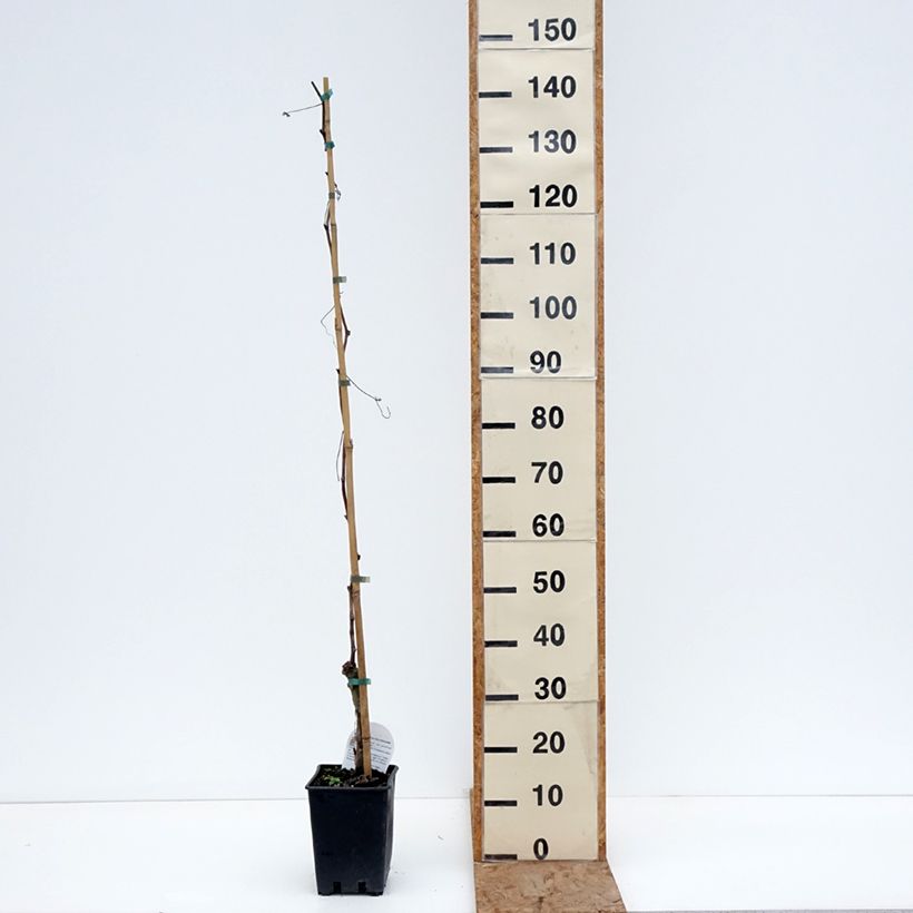 Spécimen de Vigne Black Magic - Vitis vinifera Pot de 1,5L/2L tel que livré en hiver