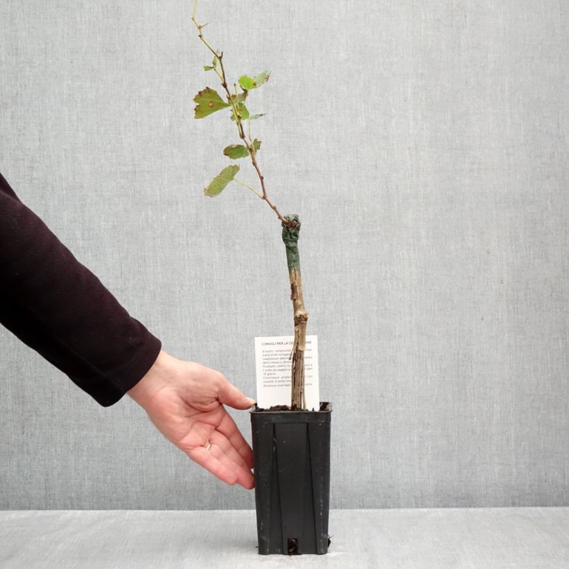 Spécimen de Vigne Bonarda - Vitis vinifera Pot de 1,5L/2L tel que livré en automne