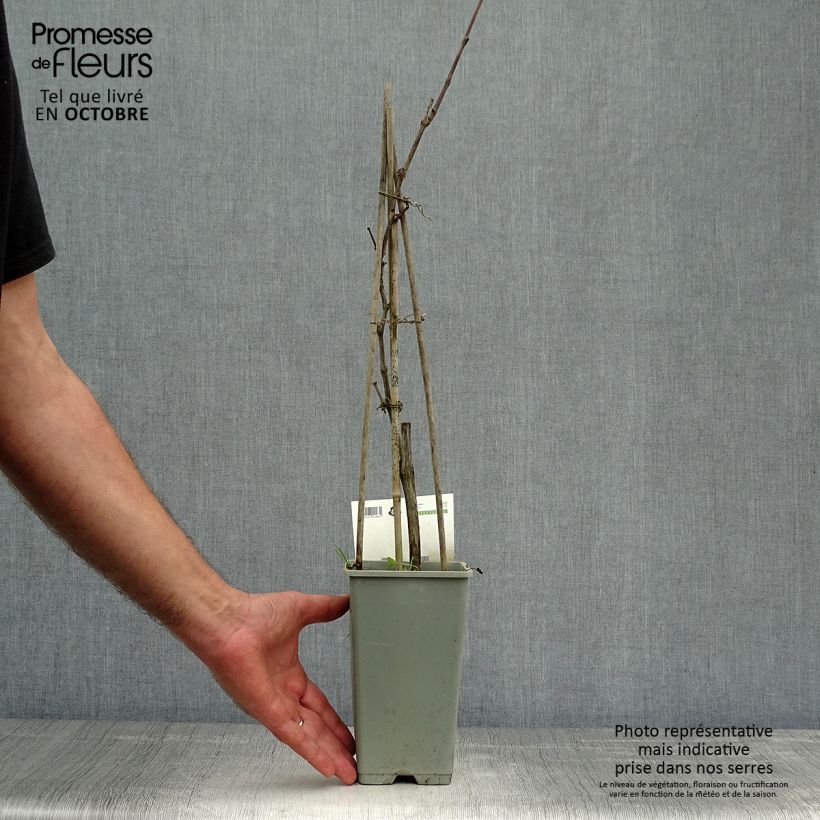 Spécimen de Vigne Boskoop Glory Pot de 1,5L/2L tel que livré en automne