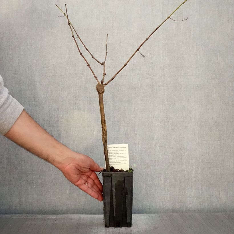 Spécimen de Vigne Cabernet Sauvignon - Vitis vinifera Pot de 1L/1,5L tel que livré en automne