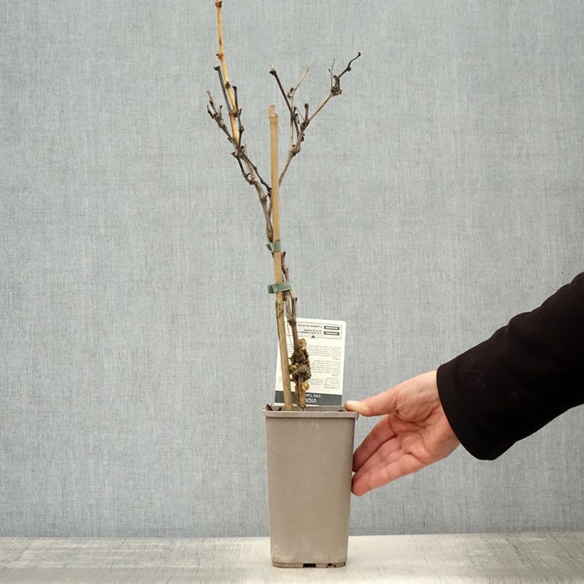 Spécimen de Vigne Cardinal Pot de 1,5L/2L tel que livré en automne