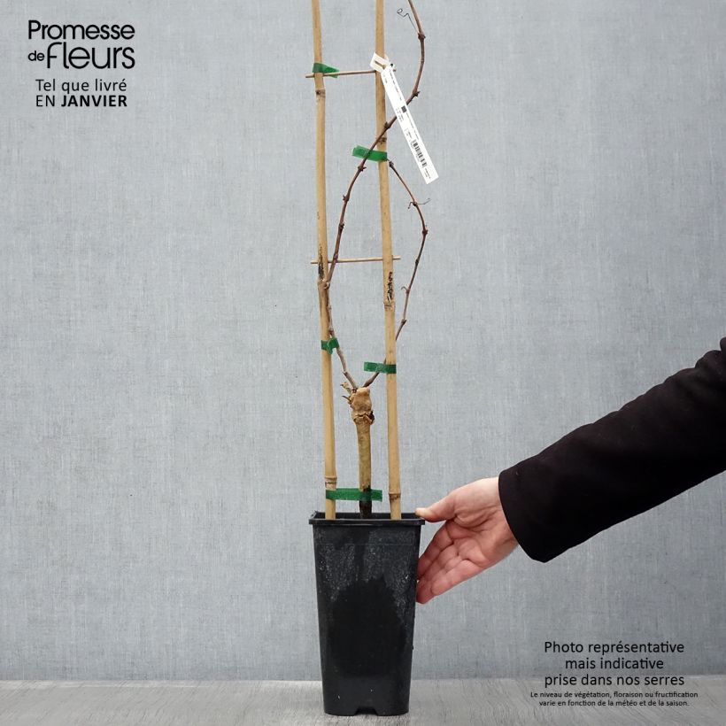 Spécimen de Vigne Cardinal Pot de 1,5L/2L tel que livré en hiver